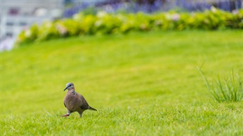 The open lawns and extensive planting attract a variety of bird species.